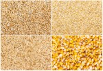 Achizitii cereale - porumb, grau, orz si altele