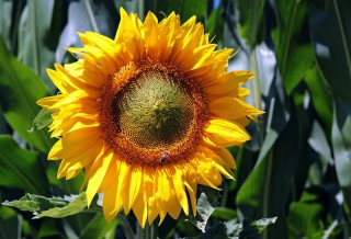 Cumpăr Seminţe de Floarea Soarelui
